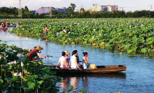 古劳水乡