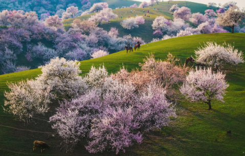 伊犁杏花沟